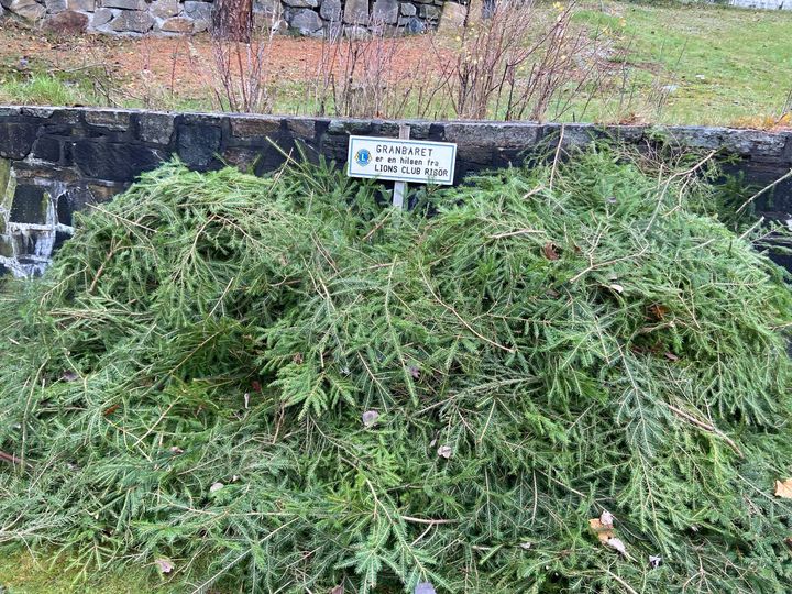 Artikkelbilde til artikkelen Granbar til kirkegårene