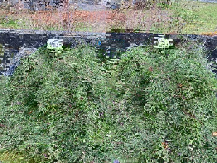 Granbar til kirkegårene